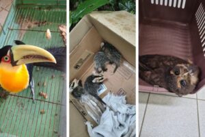 Tucano, filhotes de gambá e coruja ferida são resgatados no Vale do Itajaí