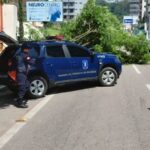 Queda de árvore mobiliza Guarda de Trânsito no Centro de Brusque