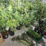 Perseguição e cultivo de maconha terminam com três detidos em Itajaí (SC)