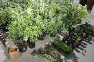 Perseguição e cultivo de maconha terminam com três detidos em Itajaí (SC)