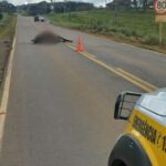 Motociclista morre após atingir cavalo e ser atropelado na SC-452