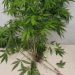 Polícia Militar apreende planta e mudas de maconha em residência de Itapema