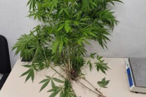 Polícia Militar apreende planta e mudas de maconha em residência de Itapema