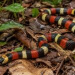 Cobra-coral é capturada dentro de imóvel em Blumenau