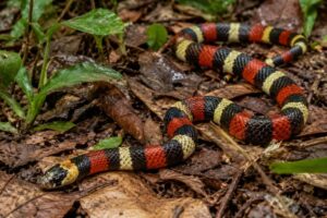 Cobra-coral é capturada dentro de imóvel em Blumenau