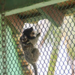Zoobotânico registra nascimento de filhotes gêmeos de sagui