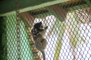 Zoobotânico registra nascimento de filhotes gêmeos de sagui